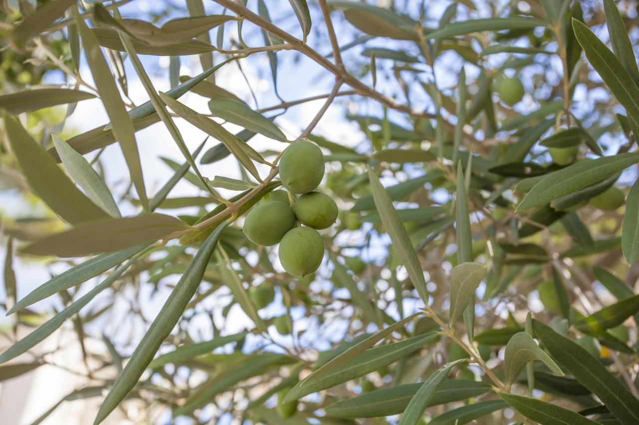 Ombra De Pins Villa Son Serra de Marina Ngoại thất bức ảnh